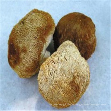 Hericium Erinaceus Extract powder